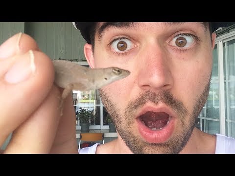 CAUGHT A DINOSAUR!