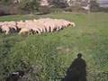 Shepherding Part 2