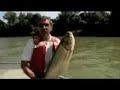 Asian carp are heading north. An innocuous statement, until you consider that this is happening not in Asia, but in the Illinois River. Researchers are concerned that the fish are just months away from making it into the Great Lakes, where a few specimens have been captured, but are thought to have been released there by foolhardy folks who didn't want them as pets anymore. One possible solution to the impending invasion is an electric barrier built earlier this year under the Chicago Canal. The invading Asian carp, nicknamed 