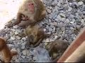 sharing of food