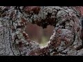 Tania Libertad - Corazón de Madera -