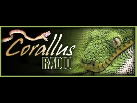 YouTube reptile video