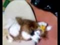 videos de ぽぽ、ペットボトルかじり倒す。