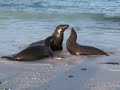 Galapagos Islands -See lions on Gardner Bay - Espa�ola