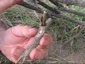 Building and setting an arapuca live bird trap