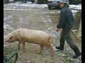 Tutnjevac-Dva landrasa
