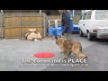 Place w/distractions