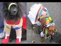 Cachorros Engraçados