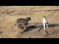 Dog looks Catfight