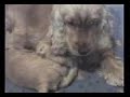 pitty e i suoi cuccioli 4 sett 2008