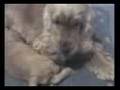 pitty e i suoi cuccioli 4 sett 2008