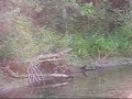 fulton-county-otters.html
