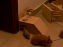 Hamsterbabies im Auslauf
