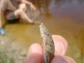 The wild Loricaria in the Amazon