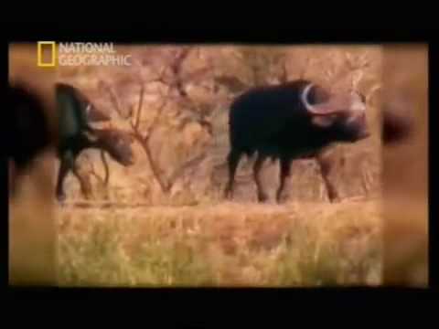 ataque de leones y cocodrilo a cria de bufalo... en español