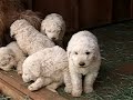 Komondor Puppies Komondor Puppies