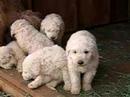 videos de Komondor Puppies