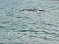 Bucklewale am Playa Uvita