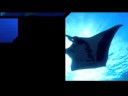 Manta Salsa Dancing on the Solmar V in Socorro Isles