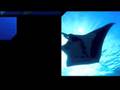 Manta Salsa Dancing on the Solmar V in Socorro Isles
