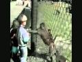 biertijd Biertijd com Media » Monkey Trouble 29 Monkeys in 38 Seconds