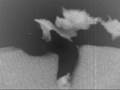 videos de My weird kitty cat