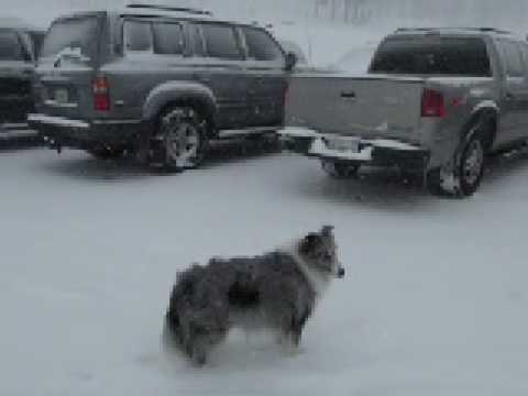 BluemerleSheltie - Blue Belle is a Blue Merle Sheltie having fun at Bear Valley Resort. This is a mixture of photos and video of her having a blast in the snow. She keeps tryin...
