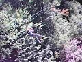 Re: Zipline #1