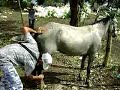 pupy caballo