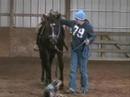 Hesaoneslickonetoo being saddled for the first time by Nicole Torturo one of the trainers at 3Drum. This video also shows the first time anyone has tried to step up in the saddle.