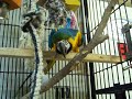 Rocky, Blue & Gold Macaw at the shelter 1