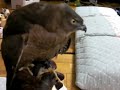 ヒヨコをもらいご機嫌の飛鳥
