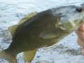 An Hour at the River, little Smallmouth