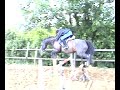 horse jumps four foot horse jumps four foot