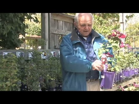 how to care clematis