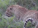 Video - Leopard and Hare 1.AVI Video - Leopard and Hare 1.AVI