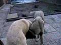 Kangal Arap and Dost 2 brothers playing