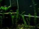 Freshwater Planted Tank