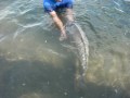 Guarda video