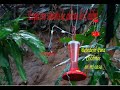 Colibrí y su Espectro SONORO de Aleteo Colibrí y su Espectro SONORO de Aleteo