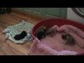 bundle of puglet trouble