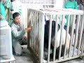 Panda Porn
