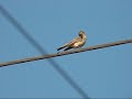 birding-on-lesvos.html