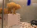 Amazing Manx cats