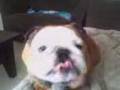 videos de stitch wakker maken
