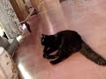 bueno, este video ya tiene su rato de existencia. creo que fue el a�o pasado que lo hice... cuando mi gato segu�a pasando la mayor parte del tiempo en la casa. ahora todo el d�a se la pasa afuera... asoleandose (lo que resulta ser raro pues su pelaje es de color negro ��.. bueno, x :p)

hice �ste video por pura flojera y porque no ten�a ganas de hacer tarea, as� que me puse a jugar a lo patho con mi compu y �ste fue el resultado :p.

espero que les guste. creo que no tiene mucha ciencia, pero tiene su gracia. bueno.. amm..

pues saludos a todos los que conozca xd

p.d: no supe como quitarle el sonido al video original, as� que si ponen atenci�n se escuchan golpes y mis risas despu�s de que se austa mi gato xd