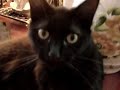 bueno, este video ya tiene su rato de existencia. creo que fue el a�o pasado que lo hice... cuando mi gato segu�a pasando la mayor parte del tiempo en la casa. ahora todo el d�a se la pasa afuera... asoleandose (lo que resulta ser raro pues su pelaje es de color negro ��.. bueno, x :p)

hice �ste video por pura flojera y porque no ten�a ganas de hacer tarea, as� que me puse a jugar a lo patho con mi compu y �ste fue el resultado :p.

espero que les guste. creo que no tiene mucha ciencia, pero tiene su gracia. bueno.. amm..

pues saludos a todos los que conozca xd

p.d: no supe como quitarle el sonido al video original, as� que si ponen atenci�n se escuchan golpes y mis risas despu�s de que se austa mi gato xd