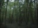 The Wood : La Bande Annonce.