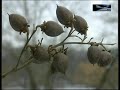 Landschaftsgarten Machern im Landkreis Leipzig (Sachsen).mpg