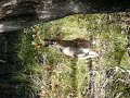 kangourou sauvage en Australie